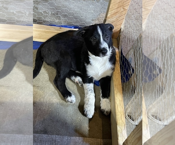 Medium Photo #5 Border Collie Puppy For Sale in SELAH, WA, USA