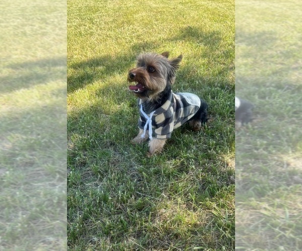 Medium Photo #79 Yorkshire Terrier Puppy For Sale in WARSAW, IN, USA