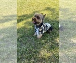 Small Photo #79 Yorkshire Terrier Puppy For Sale in WARSAW, IN, USA