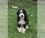 Small Photo #1 Miniature Bernedoodle Puppy For Sale in LONGMONT, CO, USA