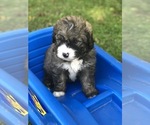 Small Photo #13 Bernedoodle Puppy For Sale in STEWARTSVILLE, NJ, USA