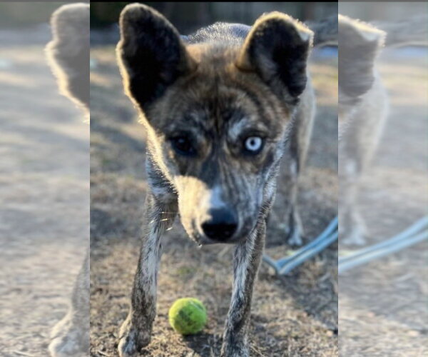 Medium Photo #2 Siberian Husky-Unknown Mix Puppy For Sale in Holly Springs, NC, USA