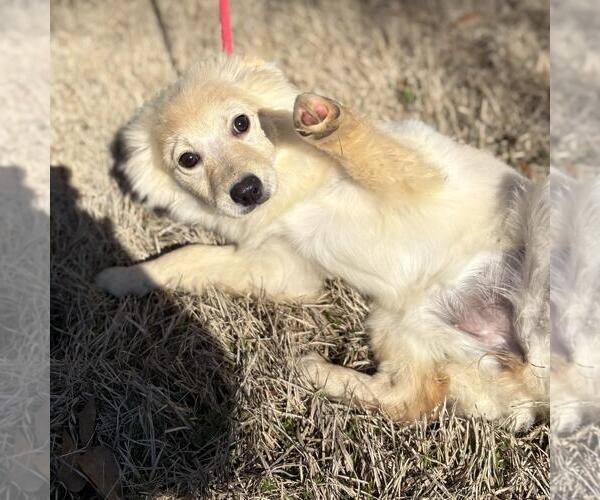 Medium Photo #2 Labrador Retriever-Unknown Mix Puppy For Sale in Yardley, PA, USA