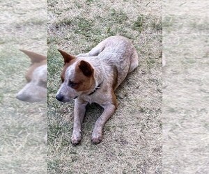 Father of the Australian Cattle Dog puppies born on 12/21/2020