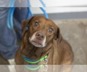 Unknown-Weimaraner Mix Dogs for adoption in Mountain Home, AR, USA