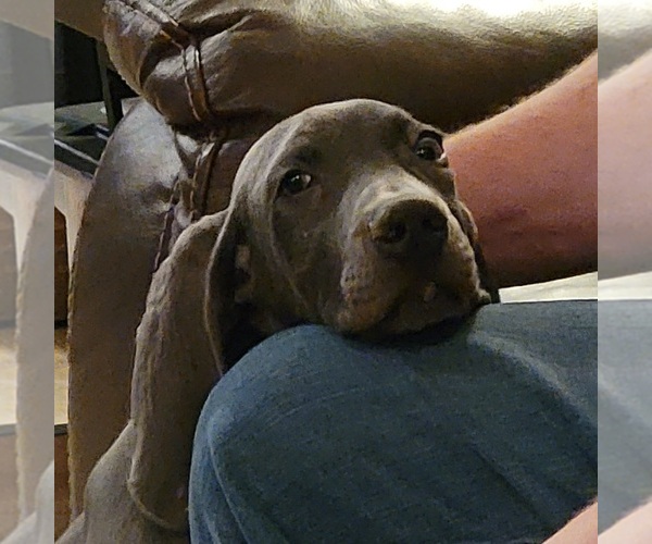Medium Photo #4 Weimaraner Puppy For Sale in BERESFORD, SD, USA