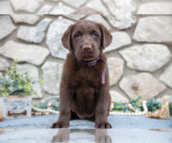 Medium Photo #11 Labrador Retriever Puppy For Sale in GOSHEN, IN, USA