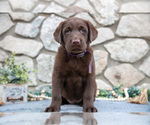 Puppy Amelia Labrador Retriever
