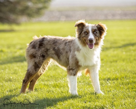 Medium Photo #1 Australian Shepherd Puppy For Sale in ROBERTS, IL, USA