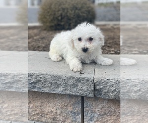 Bichon Frise Puppy for sale in CANOGA, NY, USA