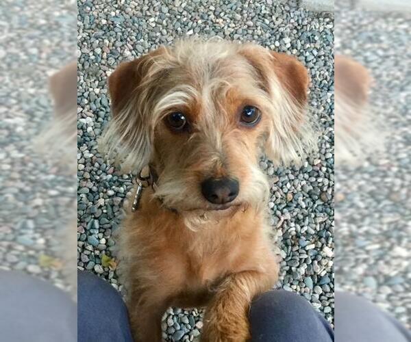 Medium Photo #4 Dachshund-Unknown Mix Puppy For Sale in Los Angeles, CA, USA