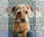 Small #3 Dachshund Mix