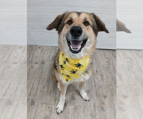 Medium Photo #1 German Shepherd Dog Puppy For Sale in Murfreesboro, NC, USA