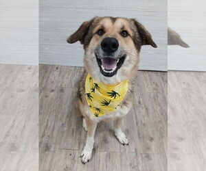 German Shepherd Dog Dogs for adoption in Murfreesboro, NC, USA