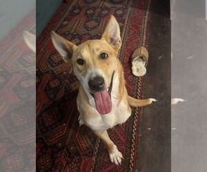Mutt Dogs for adoption in Boston, MA, USA
