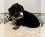 Small #4 Australian Mountain Dog