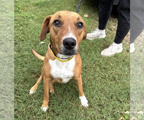 Medium Photo #4 Feist Terrier-Mountain Cur Mix Puppy For Sale in Houston, TX, USA