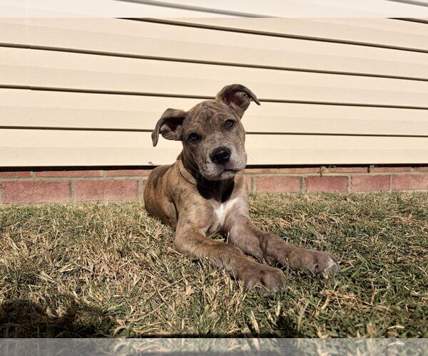 Medium Photo #12 Great Dane-Unknown Mix Puppy For Sale in Huntersville, NC, USA