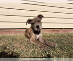 Small #11 Great Dane Mix