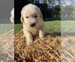 AKC Ready to Go - Male Golden Retriever Puppy for Sale - Photo #2