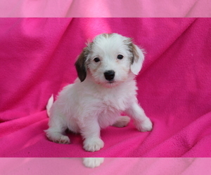 Jack-A-Poo Puppy for sale in SHILOH, OH, USA