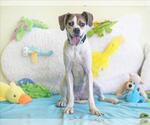 Small #1 American Foxhound-Boxer Mix