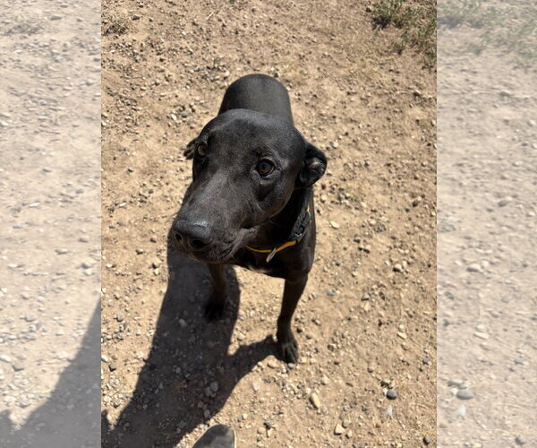Medium Photo #1 Labrador Retriever-Unknown Mix Puppy For Sale in Amarillo, TX, USA