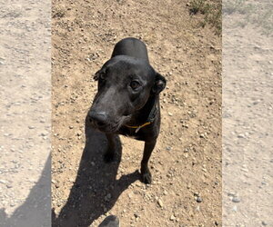 Labrador Retriever-Unknown Mix Dogs for adoption in Amarillo, TX, USA