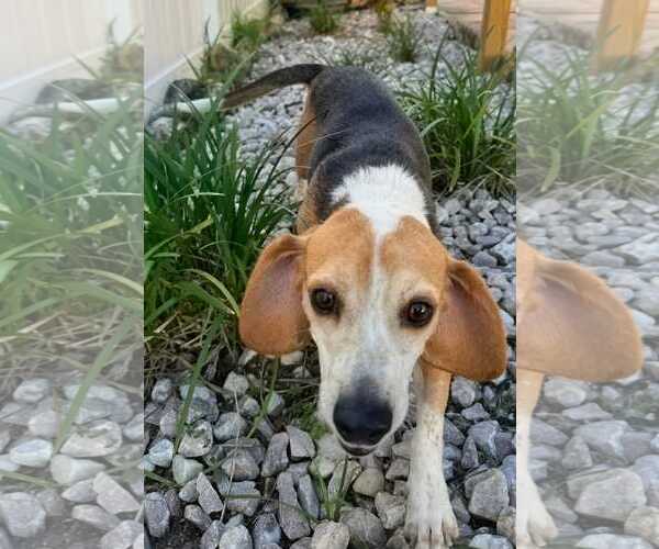 Medium Photo #7 Beagle Puppy For Sale in Dunnellon, FL, USA