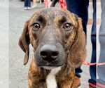 Small #3 Plott Hound Mix