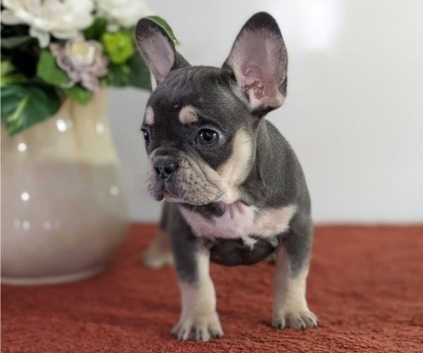 Medium Photo #2 French Bulldog Puppy For Sale in GOSHEN, IN, USA