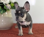 Small Photo #2 French Bulldog Puppy For Sale in GOSHEN, IN, USA