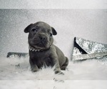 Small Photo #4 French Bulldog Puppy For Sale in HAYWARD, CA, USA