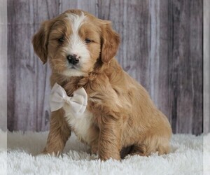 Goldendoodle (Miniature) Puppy for sale in FREDERICKSBG, OH, USA