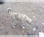 Puppy 4 Anatolian Shepherd