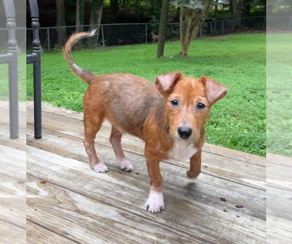 Medium Photo #2 Jackshund Puppy For Sale in Raleigh, NC, USA