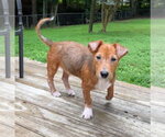 Small #1 Jackshund