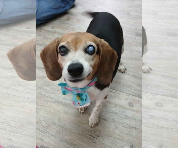 Medium Photo #2 Beagle Puppy For Sale in Murfreesboro, NC, USA
