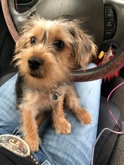 Yorkshire Terrier Puppy for sale in BRADENTON, FL, USA