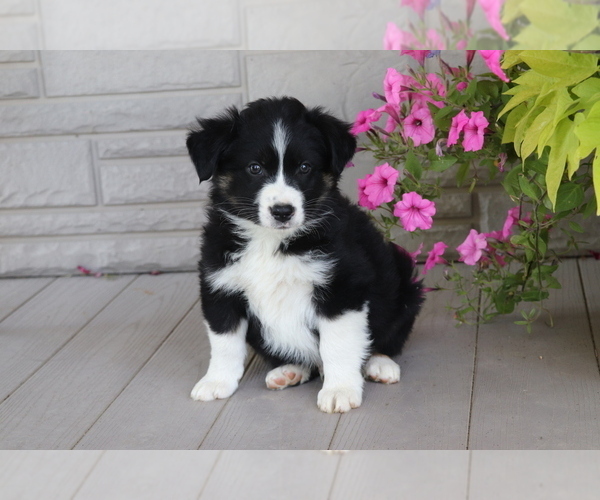 Medium Photo #2 Australian Shepherd Puppy For Sale in SHILOH, OH, USA
