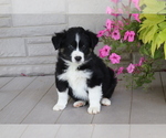Small Photo #2 Australian Shepherd Puppy For Sale in SHILOH, OH, USA