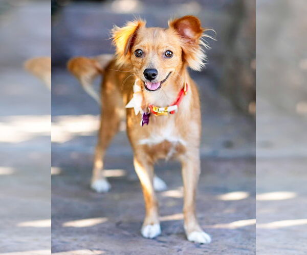 Medium Photo #12 Chiweenie Puppy For Sale in Corona, CA, USA