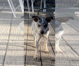 Mutt Dogs for adoption in Garden City, NY, USA