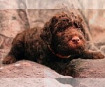 Small Photo #9 Labradoodle Puppy For Sale in JOPLIN, MO, USA