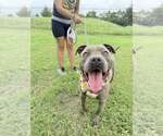 Small #4 Mutt