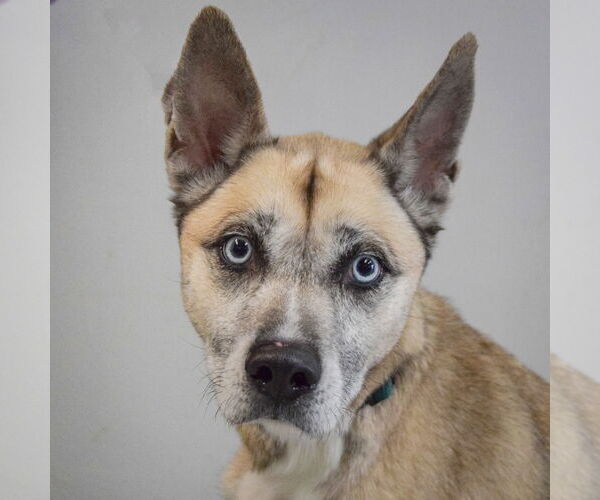 Medium Photo #6 Labsky Puppy For Sale in Huntley, IL, USA