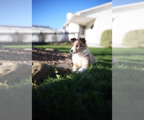 Medium Photo #2 Shetland Sheepdog Puppy For Sale in HONEY BROOK, PA, USA