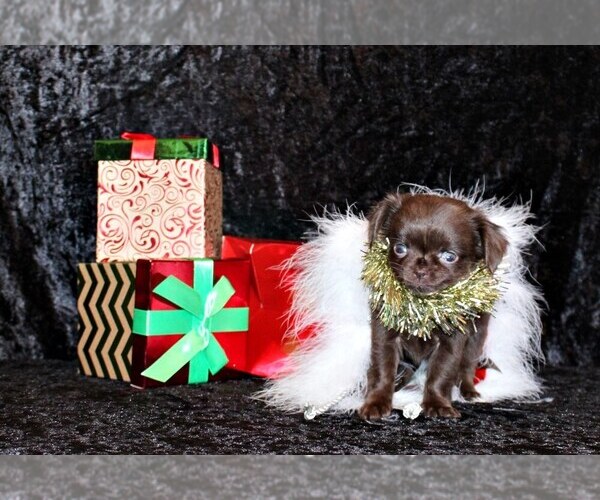 Medium Photo #57 Chihuahua Puppy For Sale in CHARLESTON, AR, USA