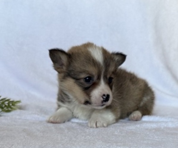Medium Photo #2 Pembroke Welsh Corgi Puppy For Sale in STANLEY, WI, USA