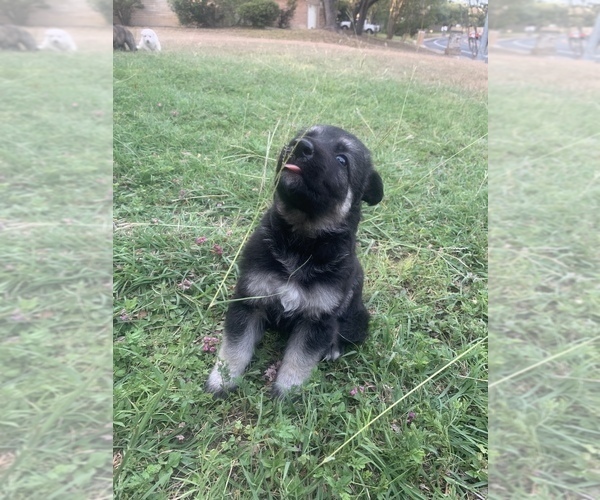 Medium Photo #21 German Shepherd Dog Puppy For Sale in SAN ANTONIO, TX, USA